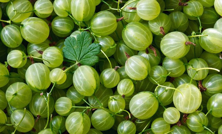 عنب الثعلب: فوائد عديدة لا تدعها تفوتك