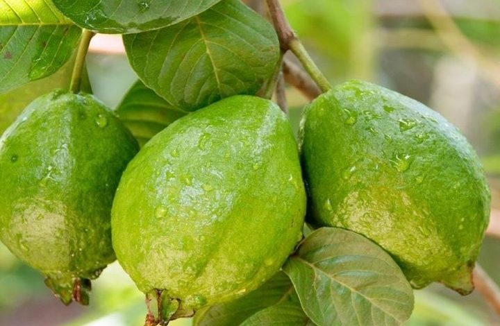 فوائد الجوافة لتغذية الجسم