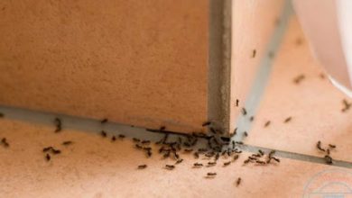 طرق القضاء على حشرات المنزل