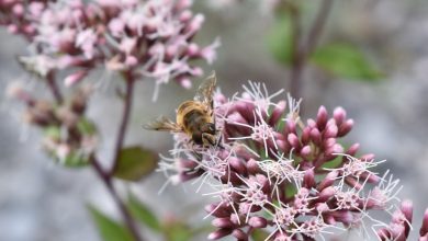 أهم طرق ووسائل الوقائية من تأثير المبيدات على النحل