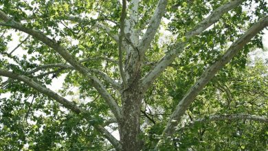 الأهمية الاقتصادية لشجرة الجميز
