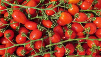 الأهمية الاقتصادية لنبات الطماطم الكرزية