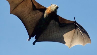الامراض التي ينقلها الخفاش
