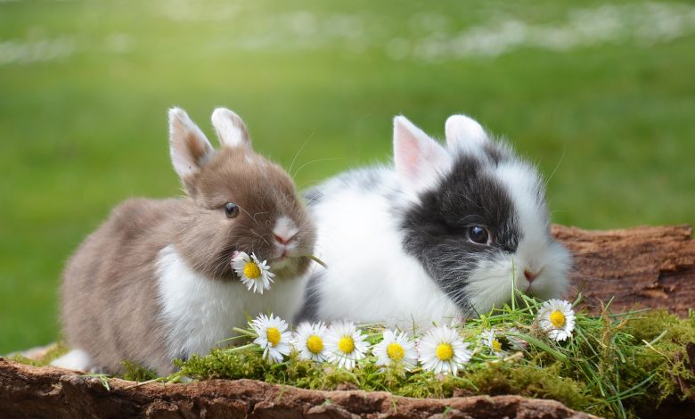 قصة الأرنب والأصدقاء