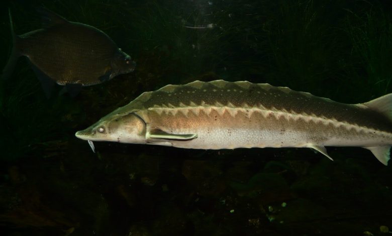 قصة سمك الحفش – The Sturgeon