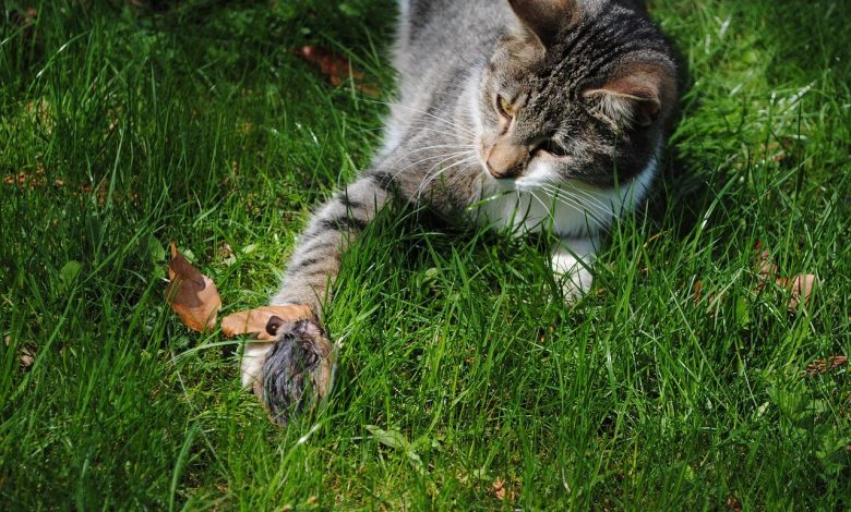 قصة في شراكة القطة والفأر – Cat and Mouse in Partnership