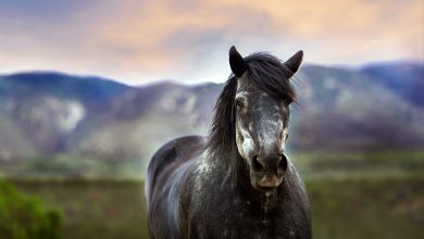 ما هي أسباب المغص عند الخيول وعلاجه؟