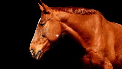 مرض إعتام عدسة العين في الخيول