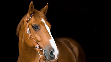 مرض الأنابلازموسيس في الخيول