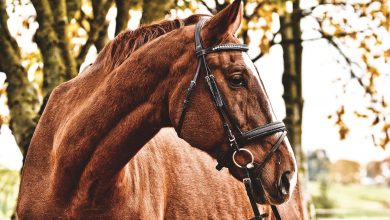 مرض الاعتلال العضلي اللانمطي في الخيول