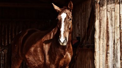 مرض التسمم الوشيقي في الخيول – Botulism