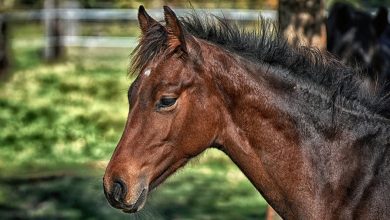 مرض التواء الوتر الأسترالي في الخيول – Stringhalt