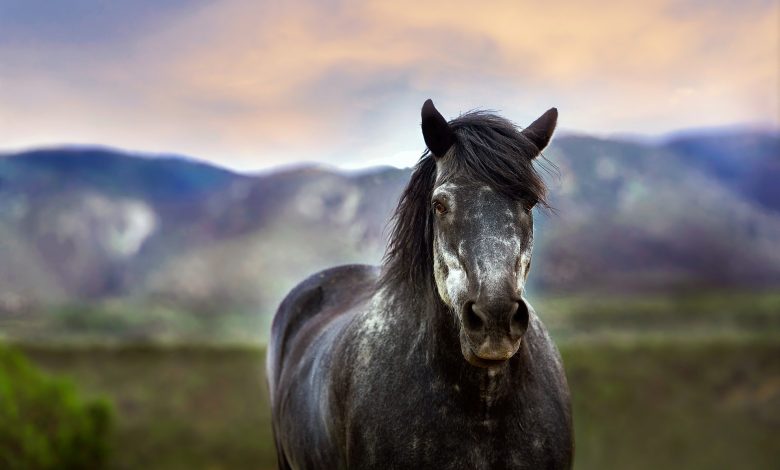 مرض الوذمة اللمفية في الخيول