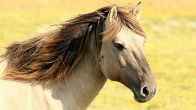 مرض انسداد المريء الخانق في الخيول