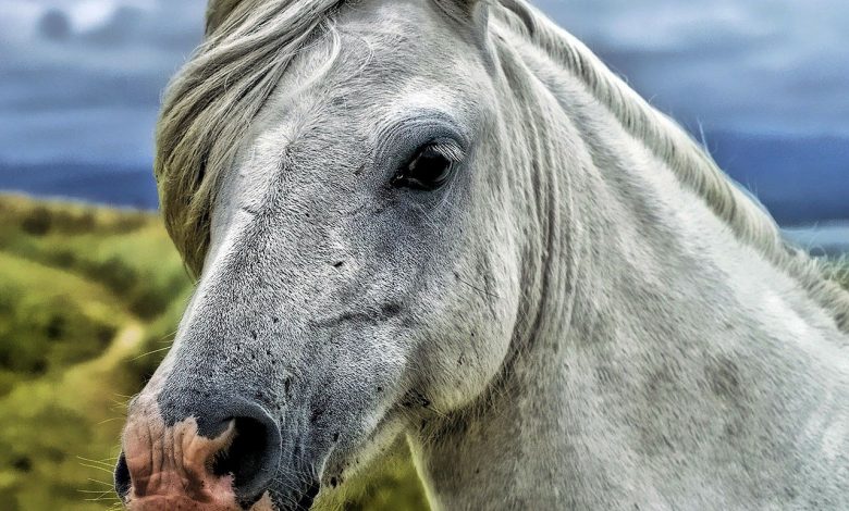 مرض كوشينغ في الخيول