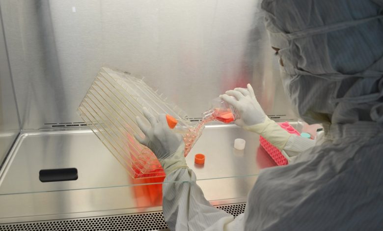 ميديا MacConkey Agar المستخدمة في مختبر الميكروبيولوجي