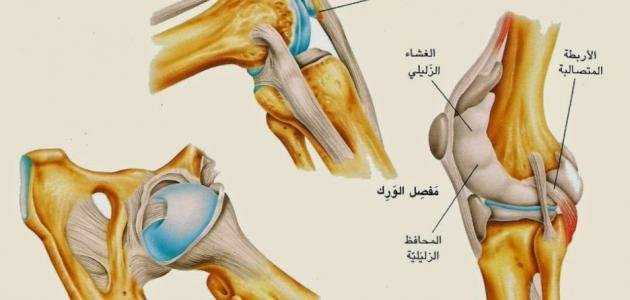 اين توجد المفاصل غير المتحركه في الانسان