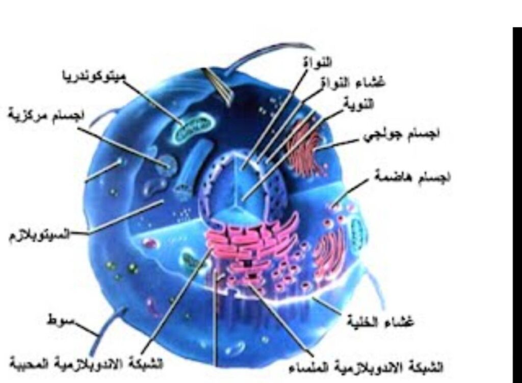 الفجوة في الخلية الحيوانية أكبر منها في النباتية