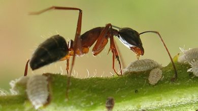 العلاقة بين النمل وشجرة الاكاسيا