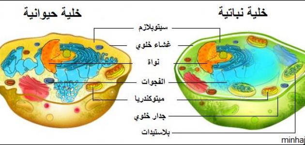 الفرق بين الخلية النباتية والحيوانية
