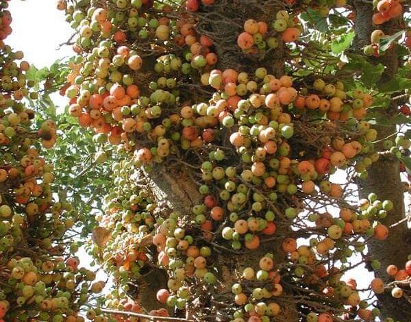 تفسير حلم رؤية الجميز في المنام