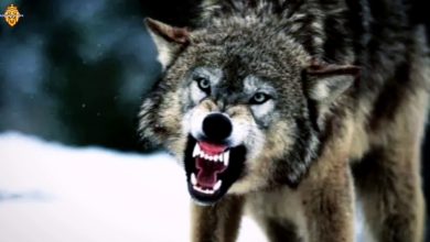 تفسير رؤية الذئب يهاجم في المنام