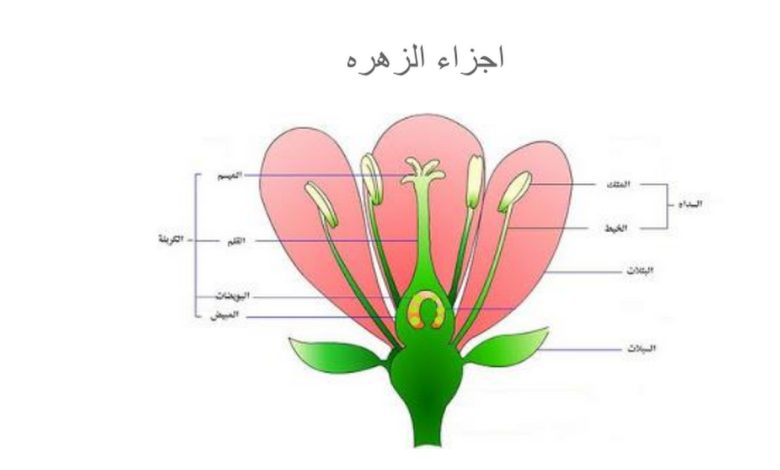ما جزء النبات الذي ينتج البذور