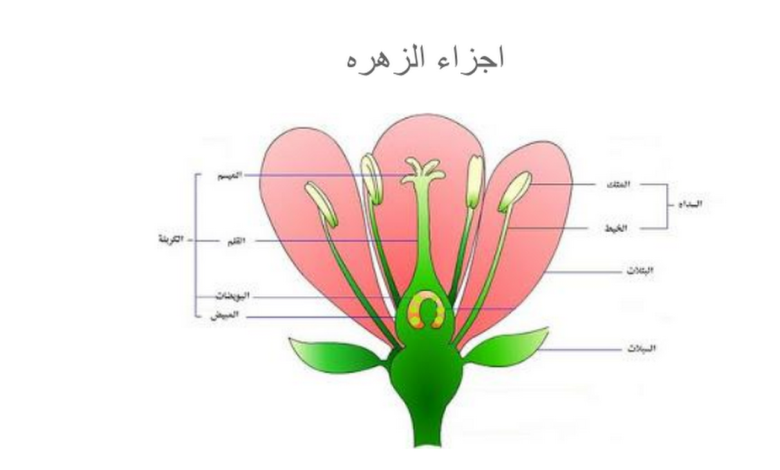 الكربلة هي الجزء الأنثوي في الزهرة