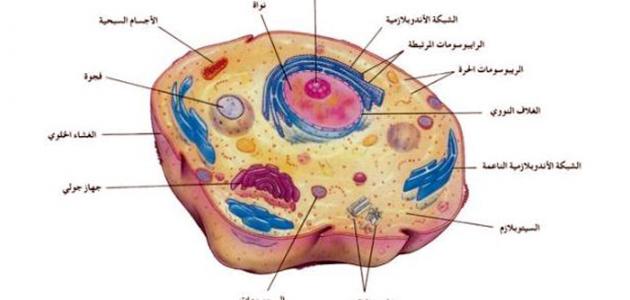 معظم المعلومات الوراثية للخلية الحيوانية موجودة في