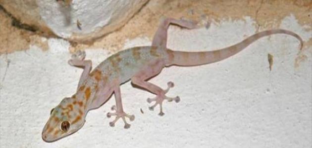 تفسير رؤية البرص في الحلم لابن سيرين والنابلسي