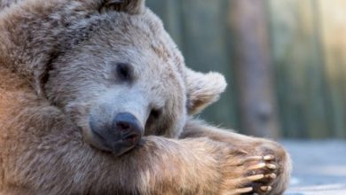 ماذا يسمى نوم الحيوانات طويلا في الشتاء