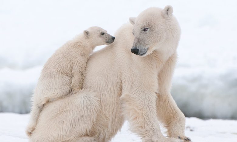 أفضل خاصية ساعدت الدب القطبي على العيش في المنطقة القطبية
