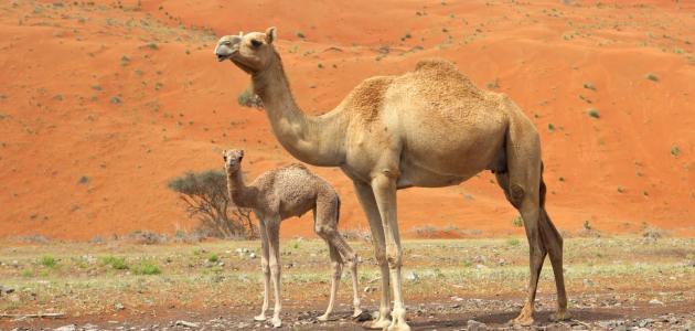 النظام البيئي الذي يعيش فيه الجمل هو