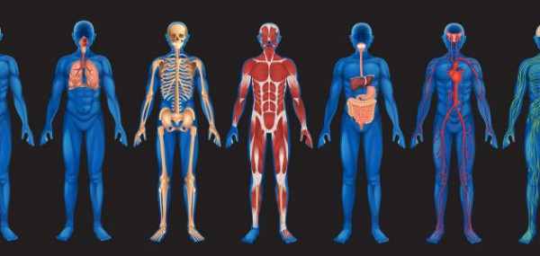 عندما تجتمع مجموعه من الاعضاء لاداء وظيفه معينه فأنها تكون