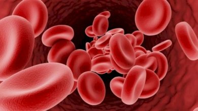 ما هي وظائف الدم الرئيسة