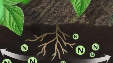 يمكن للنبات الاستفادة من النيتروجين الجوي مباشرة بسبب وجود الكلوروفيل