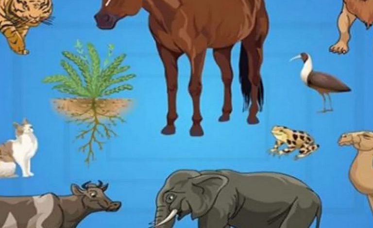 ما الذي تشكله المخلوقات الحية والأشياء الغير حية في بيئة معينة