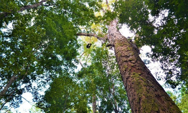 ما الذي يشكل عاملاً لاحيوياً لشجرة في غابة؟