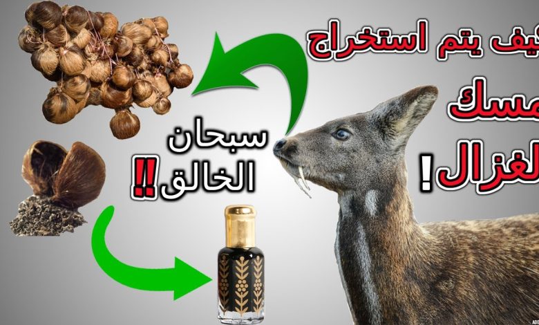 من اين يستخرج المسك