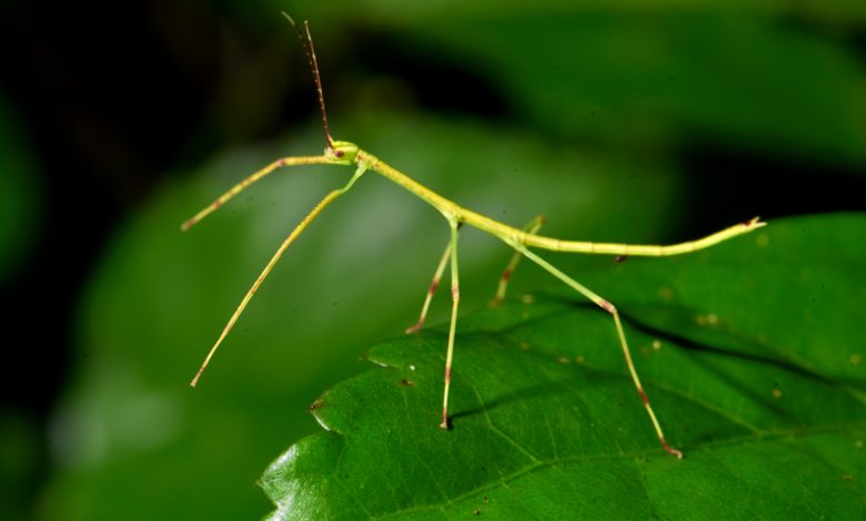 يصل طول أحد أنواع الحشرات العصوية الى 45 سم. ما طول 3 حشرات من هذا النوع ؟