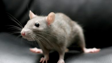 تفسير رؤية الفأر الرمادي في المنام