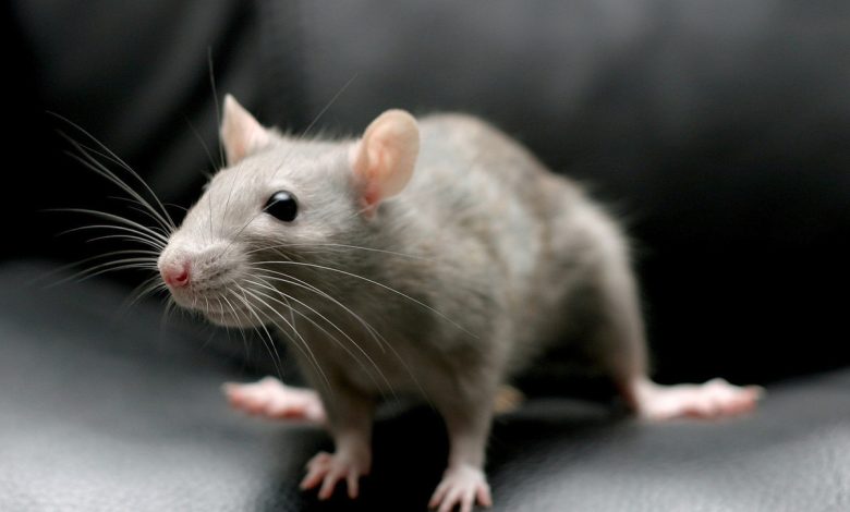 تفسير رؤية الفأر الرمادي في المنام