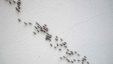 تفسير رؤية النمل في المنام على الفراش