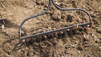 ديدان تعمل على تهوية التربة لتنمو الجذور بسرعة