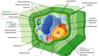في الخلايا النباتية يتخصر الغشاء الخلوي في الوسط