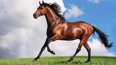 تفسير حلم رؤية الحصان في المنام