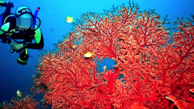 فوائد المرجان الاقتصادية