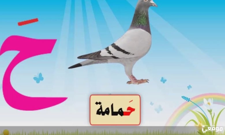 اسم طائر بحرف الحاء ح
