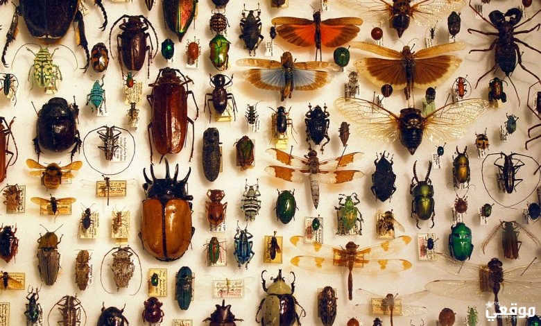 الحشرات في المنام و تفسير رؤية حشرة في المنام