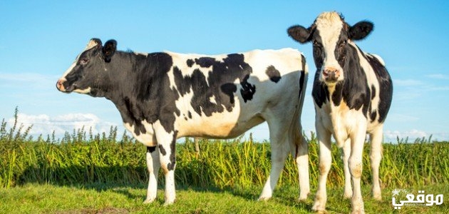 تفسير حلم رؤية البقرة او البقر في المنام